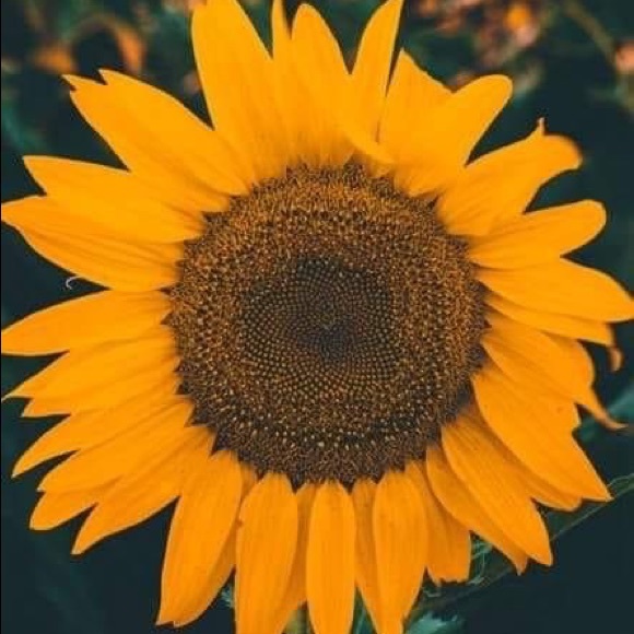 Meet your Posher, Taylor - Picture 2 of 2